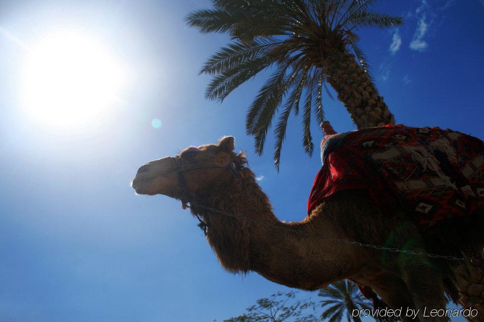 Hotel Intercontinental Dar Al Hijra Madinah By Ihg Medina Exterior foto Camel in the Sahara